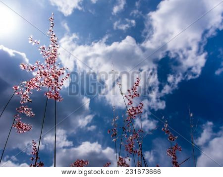 Natal Ruby Grass Flowers In The Bright Sunlight And Fluffy Clouds In Blue Sky