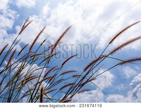 Napier Grass Flowers And The Fluffy Clouds In Blue Sky