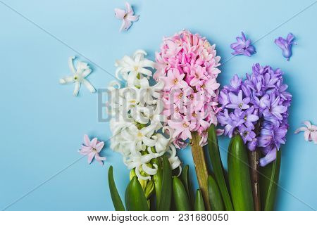 Hree Multicolored Flowering Hyacinth Flowers On A Blue Background. Springtime Concept.
