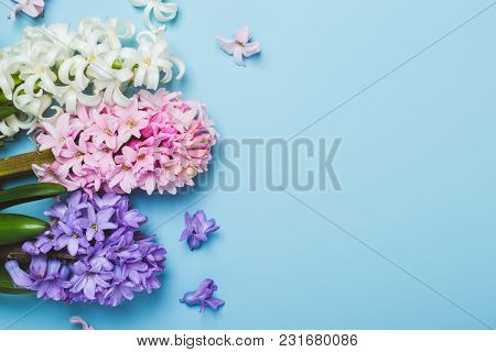Hree Multicolored Flowering Hyacinth Flowers On A Blue Background. Springtime Concept.
