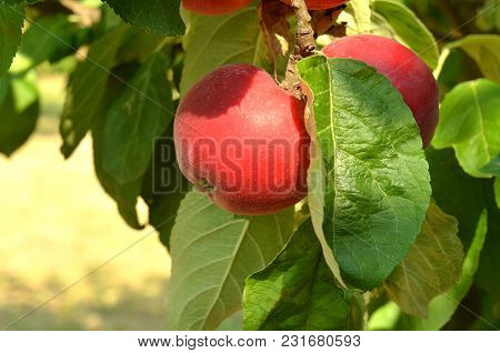 Detail Of Red Apple With Leaves On The Tree