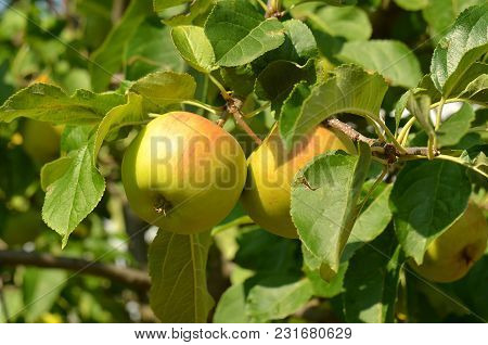 Detail Of Apples With Leaves On The Tree
