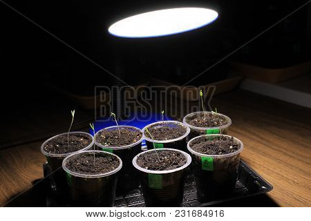 Evening Supplementary Lighting Of Young Sprouts Of Tomato Seedlings In Early Spring By Led Lamp At H