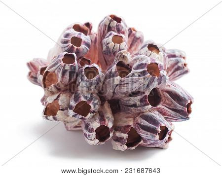 Beautiful Red Coral Isolated On White Background