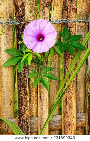 Morning Glory Ivy Plant Growing Next To Bamboo Fence And Barbed Wire
