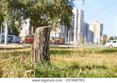 Tree Felling. City Background. Green Grass. City Landscape.