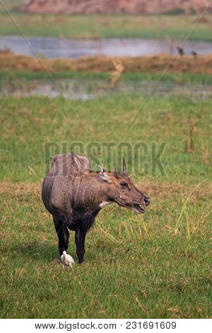 Male Nilgai (boselaphus Tragocamelus) Standing In Keoladeo Ghana National Park, Bharatpur, India. Ni