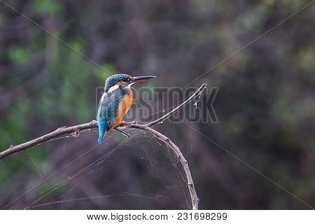 Common Kingfisher (alcedo Atthis) Sitting On A Stick In Keoladeo Ghana National Park,  Bharatpur, In