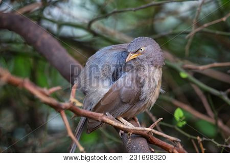 Jungle Babbler (turdoides Striata) Sitting On A Tree In Keoladeo Ghana National Park,  Bharatpur, In