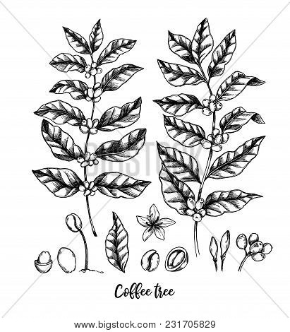 Hand Drawn Vector Illustrations. Coffee Tree And Coffee Beans. Herbal Plant In Sketch Style. Perfect
