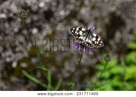 Beautiful Butterfly On Violet Rhaponticum: Insects Theme