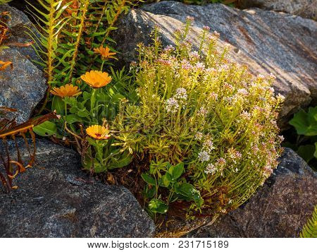 Wallflowers (erysimum) On The Rocky Wall