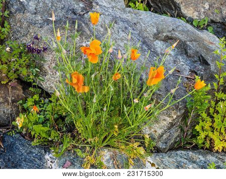 Wallflowers (erysimum) On The Rocky Wall