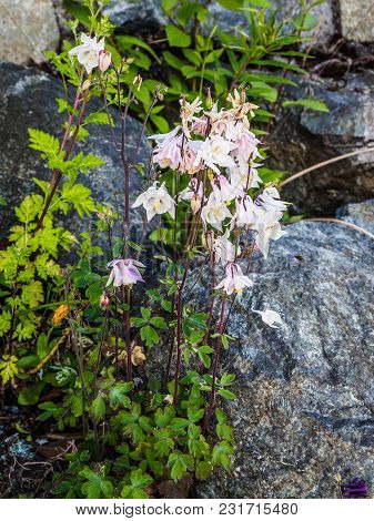 Wallflowers (erysimum) On The Rocky Wall