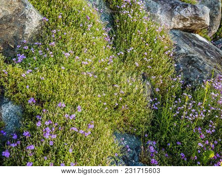 Wallflowers (erysimum) On The Rocky Wall