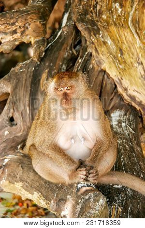 Crab-eating Macaque (macaca Fascicularis) Sitting At The Beach On Phi Phi Don Island, Krabi Province