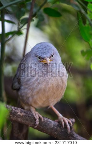 Jungle Babbler (turdoides Striata) Sitting On A Tree In Keoladeo Ghana National Park,  Bharatpur, In