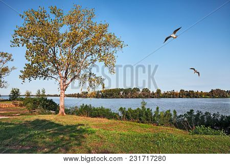 Porto Tolle, Rovigo, Veneto, Italy: Po Delta Park Landscape On The River Bank Of The Po Di Venezia