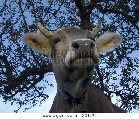 Mucca Svizzera