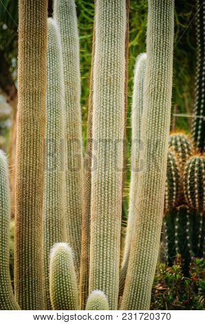 Large Cactus Cephalocereus Senilis With Long Hair In Garden