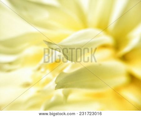 Macro Of A Bright Yellow Flower. Foreground: Central Petals Starting In Focus Then Flowing To Backgr