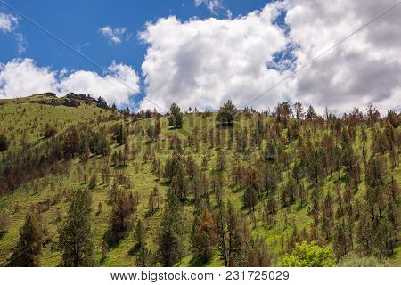 A Hillside Full Of Dying Evergreen Trees, Eastern Oregon.