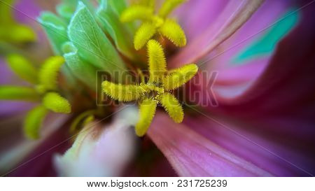 A Macro Of A Five Point Star Shaped Stamen Inside A Purple Flower