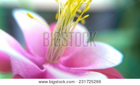 Macro Of A Tilted Pale Pink Flower.