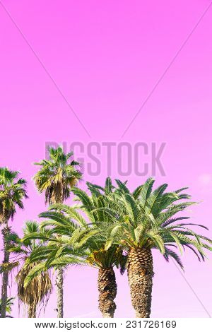 Palms Tree Green Tree Fresh Leaves On Pink Background