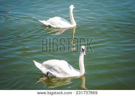 Close Up Portrait Of A White Swan Swimming In The Water