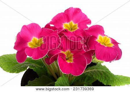 Pink Primula Polyanthus Isolated On White. Spring Primroses Flowers.