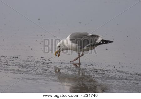 Almuerzo de las gaviotas