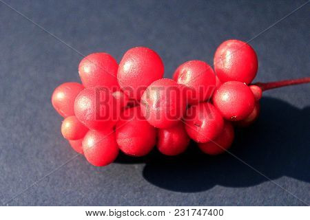 Berries Of Schizandra On Black Background. Schizandra Ripe And Red. Fruit Vitamins. Harvest Of Fruit