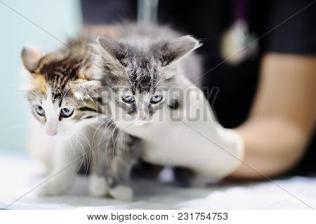 Young Female Veterinary Doctor Looking On Cute Kitten. Cat In A Veterinary Clinic. Veterinarian Surg