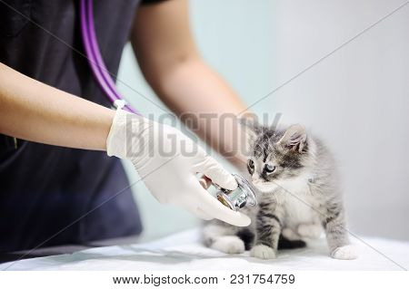 Female Veterinary Doctor Using Stethoscope For Cute Kitten. Cat In A Veterinary Clinic. Veterinarian