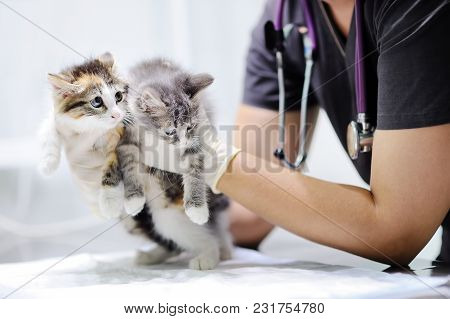 Young Female Veterinary Doctor Looking On Cute Kitten. Cat In A Veterinary Clinic. Veterinarian Surg