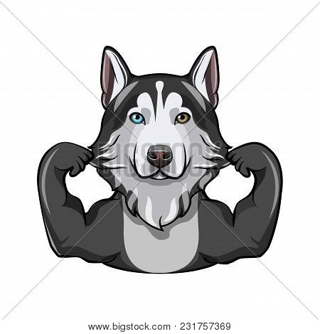 Siberian Husky With Muscules. Dog Breed. Vector Illustration Isolated On White Background.