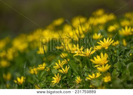 Ficaria Verna, Ranunculus Ficaria L., Lesser Celandine Or Pilewort, Fig Buttercup Yellow Flowers Wit