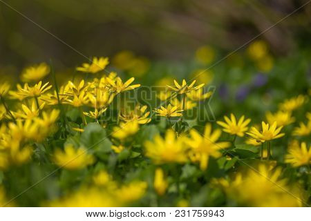 Ficaria Verna, Ranunculus Ficaria L., Lesser Celandine Or Pilewort, Fig Buttercup Yellow Flowers Wit