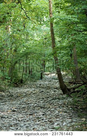 A Dry Creek Bed Cuts Through The Woods Like A Man-made Trail.