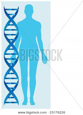 DNA og menneskelige krop vektor
