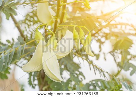 Vegetable Hummingbird With Light In The Morning