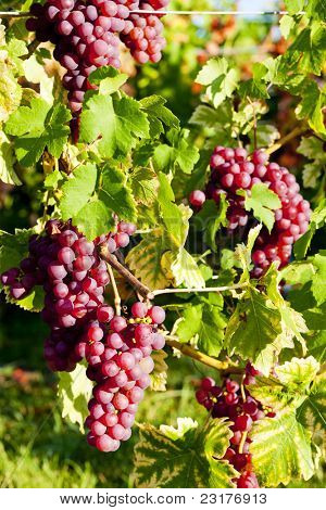 grapevine in vineyard (gewurztraminer), Alsace, France