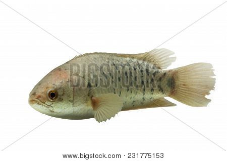 A Fish Has Name Climbing Perch Or Scientific Name Anabas Testudineus Isolated On White Background ,i