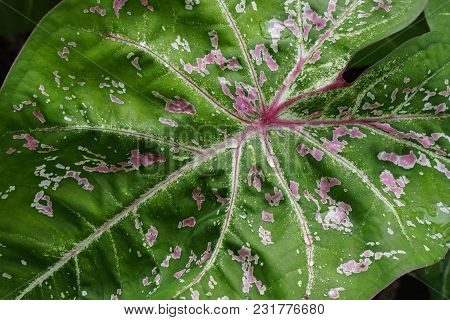 Close Up Of  A Tropical Cladium Leaf