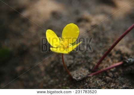 Tribulus Terrestris On Beach. Yellow Colorful Flower In The Summer