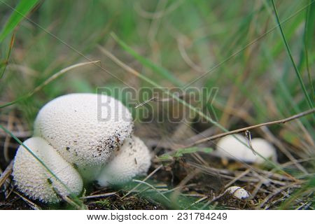 Fungus Calvatia In The Field. Time Of Harvest.