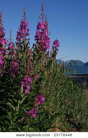Alaskan mjölke (växt) blommar