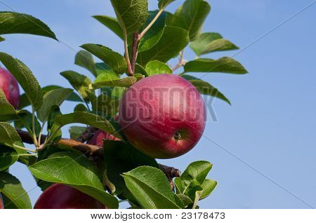 Apples and Apple trees