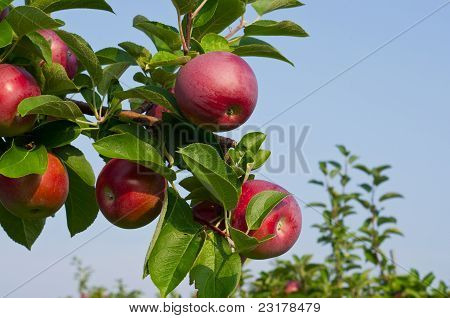 Apples and Apple trees
